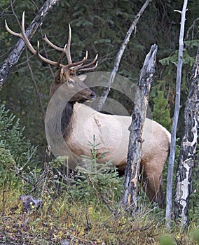 Bull elk in rut, standing on hillside