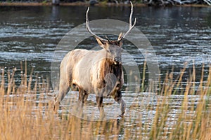 Bull elk during the rut stands in the Madison River in Yellowstone National Park