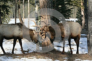 Bull elk rutting in Jasper National Park photo