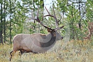 Bull Elk in Sage Brush