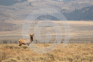 BULL ELK IN SAGEBRUSH MEADOW STOCK IMAGE