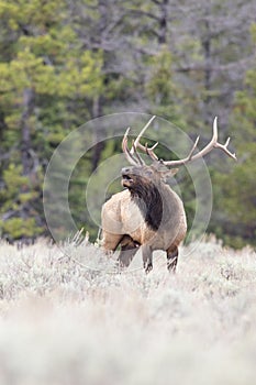 BULL ELK IN SAGEBRUSH MEADOW STOCK IMAGE