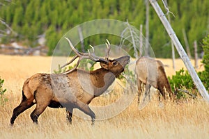 Bull Elk Showing Off