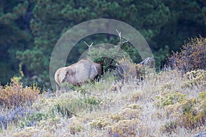 Bull elk shredding fir tree