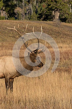 Bull Elk Side Portrait