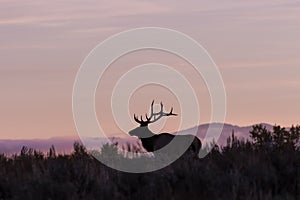 Bull Elk Silhouette