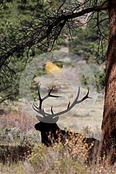 Bull Elk Silhouetted Under Pine