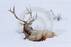 Bull Elk sitting in snow