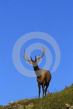 Bull Elk Skylined on Ridge