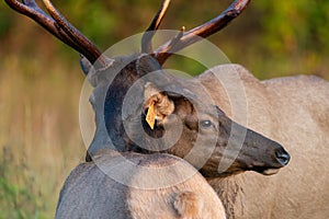 Bull Elk Smelling Cow Elk