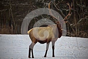 Bull elk in snow