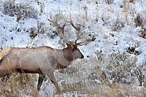Bull Elk in the Snow
