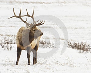 Bull elk in the snow