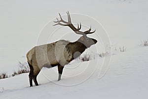 Bull elk in snow