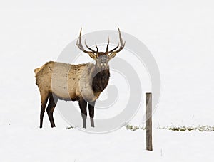 BULL ELK IN SNOW DURING WINTER STOCK IMAGE