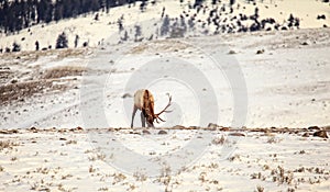 Bull Elk in the Snows of Yellowstone