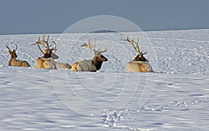Bull Elk On Snowy Ridge