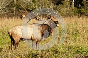 Bull elk sounding a bugle. photo