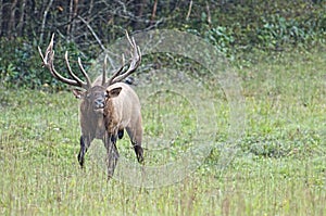 Bull Elk sounding a bugle.