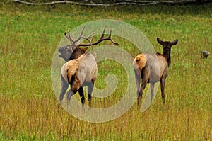 A bull elk sounding his bugle