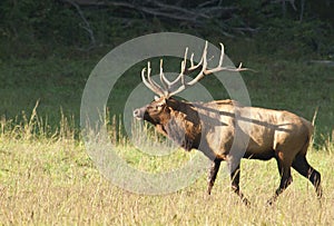 A bull elk sounds a bugle in matting season.