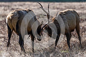 Bull Elk Sparring