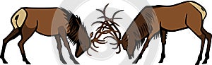 Bull Elk Sparring