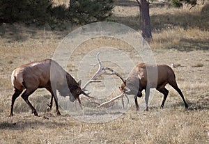 Bull elk sparring