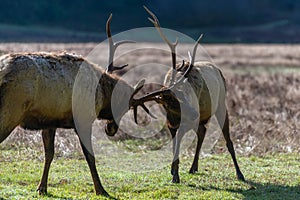 Bull Elk Sparring
