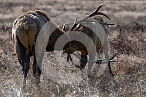 Bull Elk Sparring