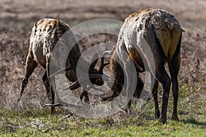 Bull Elk Sparring