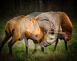 Bull Elk sparring in grassy field at sunset