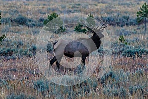 Bull elk standing
