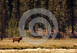 Bull Elk Standing in Environment