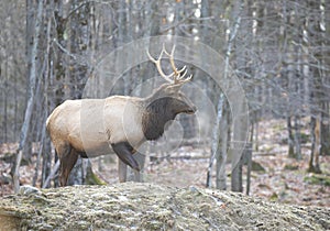 A Bull Elk standing in the forest on a cold autumn day in Canada