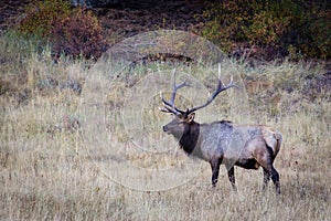 Bull Elk Standing in the Meadow