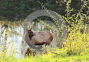 Bull elk standing in pond photo