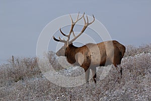 Bull Elk standing on a snow covered mountain