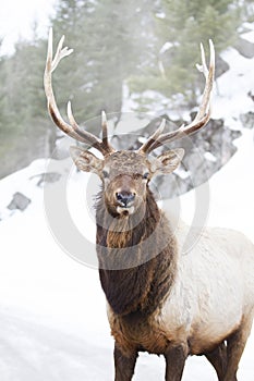 A Bull Elk standing in the winter snow