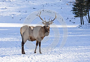 Bull Elk standing in winter snow