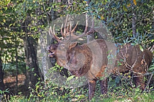 A bull Elk stands bellowing at another elk.