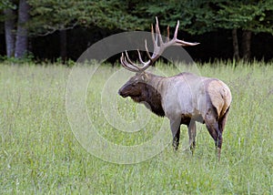 A bull elk stands in an open field.