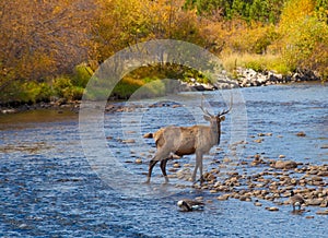 Bull Elk in Stream