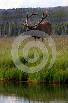 Bull elk by stream