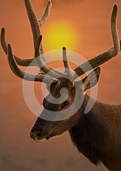 Bull Elk At Sunrise