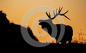 Bull Elk Sunset Silhouette on top of a Mountain