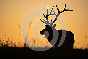 Bull Elk Sunset Silhouette on top of a Mountain