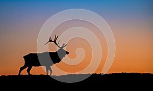 Bull Elk Sunset Silhouette on top of a Mountain