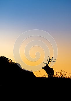 Bull Elk Sunset Silhouette on top of a Mountain