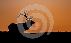 Bull Elk Sunset Silhouette on top of a Mountain